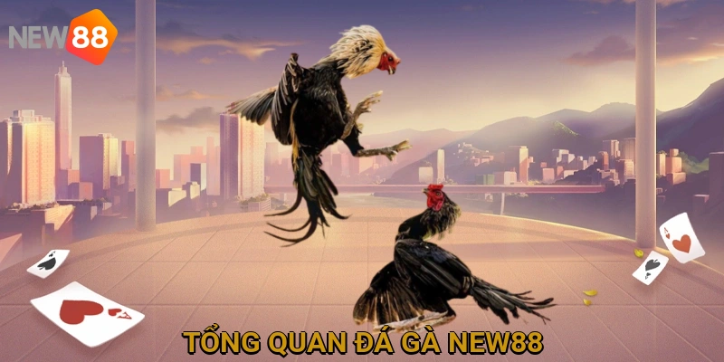 tong-quan-da-ga-new88