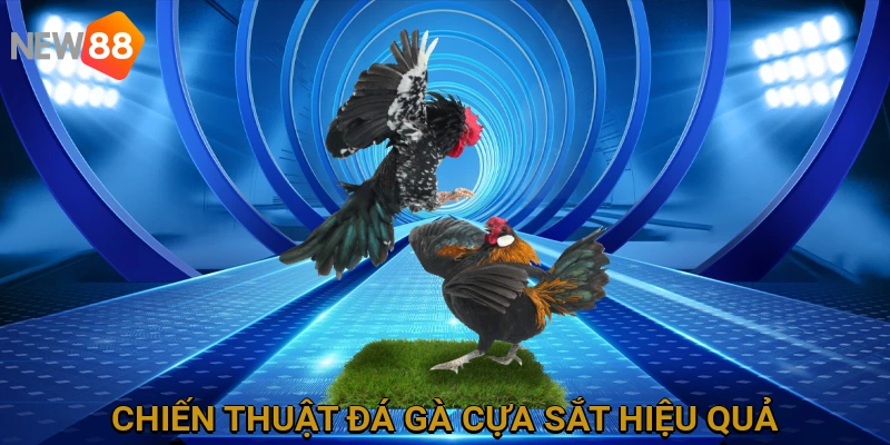 Chiến Thuật Đá Gà Cựa Sắt Hiệu Quả và Bí Quyết Thành Công