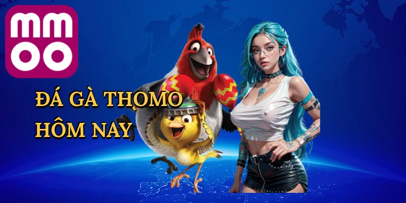 Đá Gà Thomo Hôm Nay